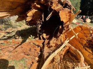 Po pádu stromu na auto v Krkonoších na cestě do Malé Úpy zemřeli tři lidé