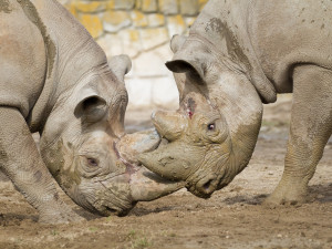 Safari Park Dvůr Králové poslal dva vzácné nosorožce do zoo v Poznani v Polsku