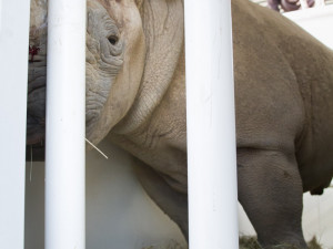 Safari Park Dvůr Králové poslal dva vzácné nosorožce do zoo v Poznani v Polsku