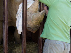 Safari Park Dvůr Králové poslal dva vzácné nosorožce do zoo v Poznani v Polsku