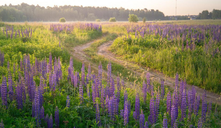 Lupina zaplavuje Krkonoše. Její šíření na horských lukách ohrožuje ostatní vegetaci