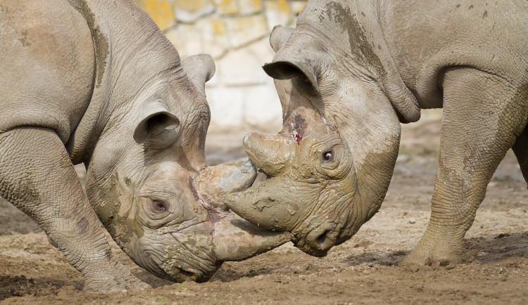 Safari Park Dvůr Králové poslal dva vzácné nosorožce do zoo v Poznani v Polsku