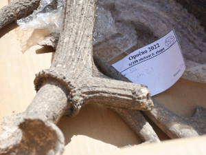 Archeologové u Opočna zkoumají rozsáhlé germánské osídlení. Poprvé v Podorlicku