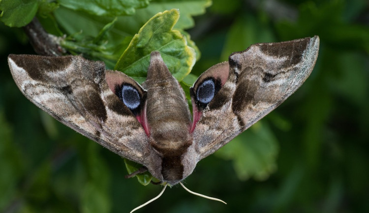 Na Českolipsku se chystá Motýlí noc. Program o nočním hmyzu je určen odborníkům i rodinám