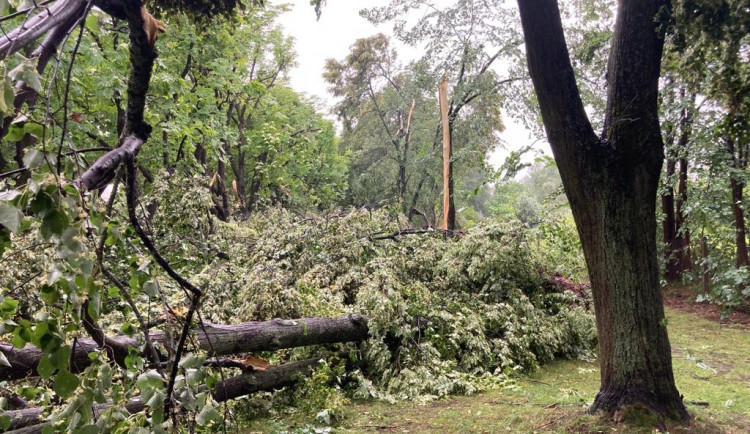 VIDEO: Bouřka poničila oblíbenou alej v Českých Velenicích. Leží tam desítky stromů