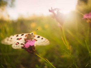 Ochranáři v hradeckém kraji úspěšně odchovali novou generaci ohroženého motýla