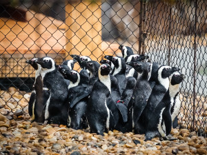 Do Safari Parku ve Dvoře Králové dorazili z Nizozemska první tučňáci pro novou expozici