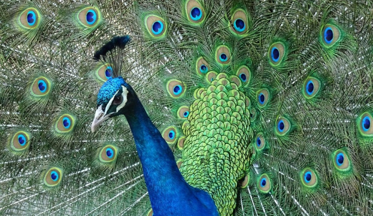 Zakousli je psi, ničili auta. Pávi už nejsou v areálu třeboňského zámku