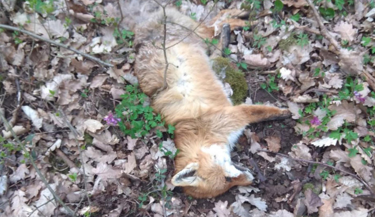 Muž na jižní Moravě trávil zvěř silným jedem. Žrala mi holuby, bránil se