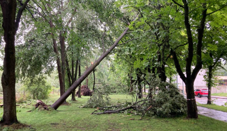Kaštanová alej ve Velenicích prořídla. Město nechá prověřit stav stromů