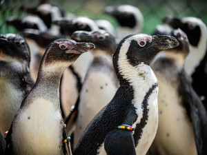 Safari Park v pondělí otevře expozici tučňáků brýlových. Bude největší v Česku