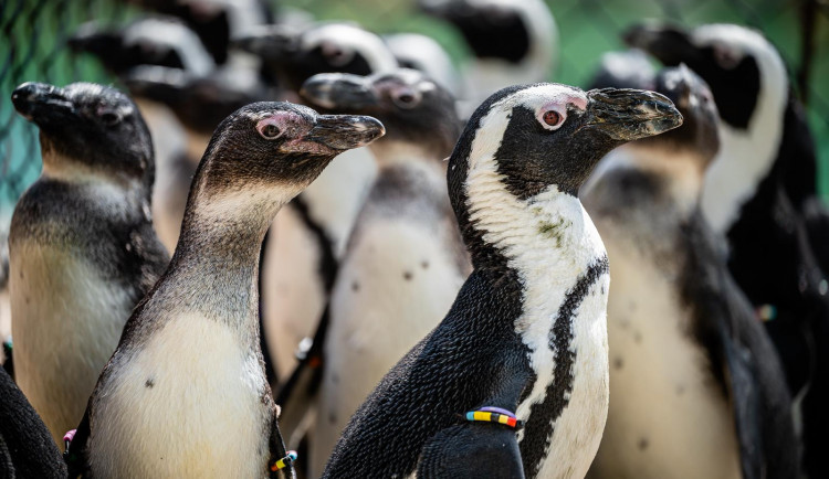 Safari Park v pondělí otevře expozici tučňáků brýlových. Bude největší v Česku