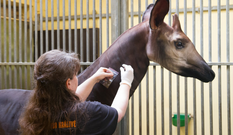 Safari Park poskytuje vzorky srsti svých zvířat. Využívají se pro trénink psů na hledání pašeráků
