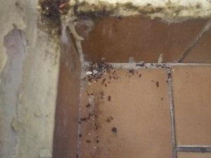 myší trus v provozovně