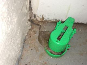 Myš lapená do pasti