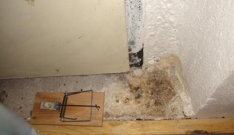 pastička na myši v provozovně