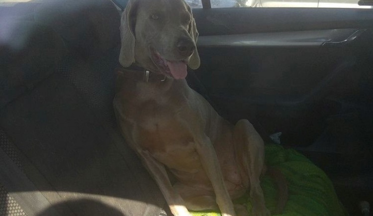 Žena zavřela psa do auta a šla nakoupit. Jde o minuty, varují strážníci