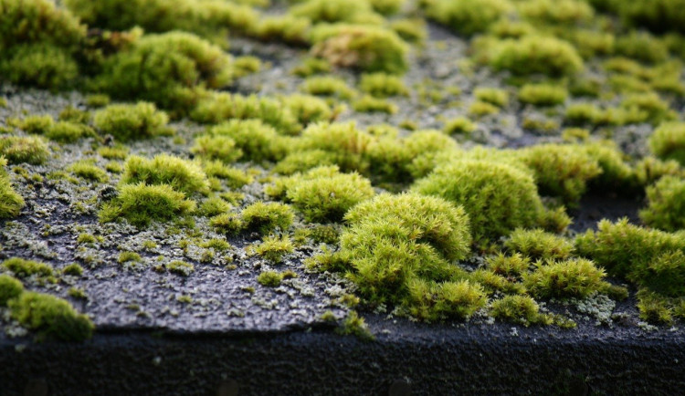 Budějce chtějí mít na školách zelené střechy