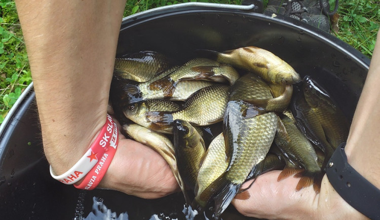 Lidé pomáhají s hledáním karase obecného, vytlačují ho invazivní druhy