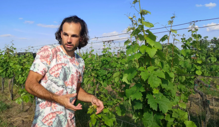 Víno jde i bez pesticidů. Když stříkají, tak sírou, přesličkou nebo kypřicím práškem
