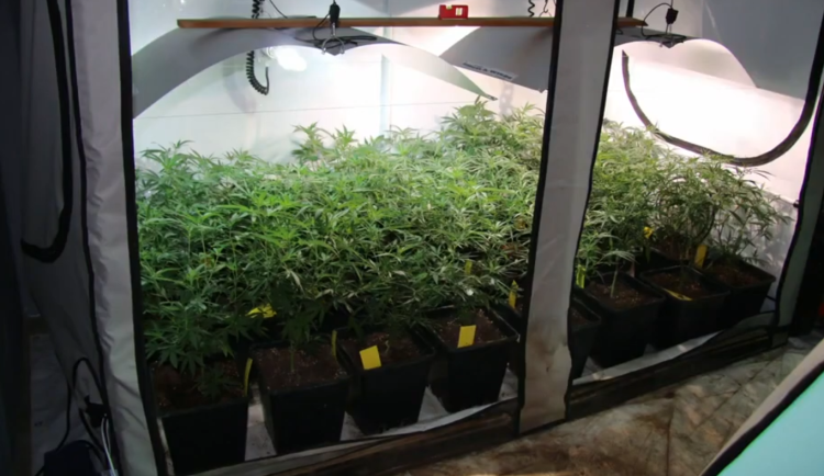 Policie si došlápla dva dealery drog. Jeden vařil pervitin, druhý pěstoval trávu