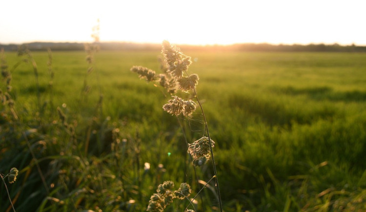 Postupem týdne se mírně oteplí, třicítku by však teploty překročit neměly