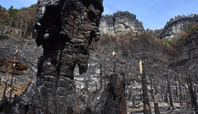 Zubři mohou být prevencí proti požárům národních parků, upozorňují odborníci