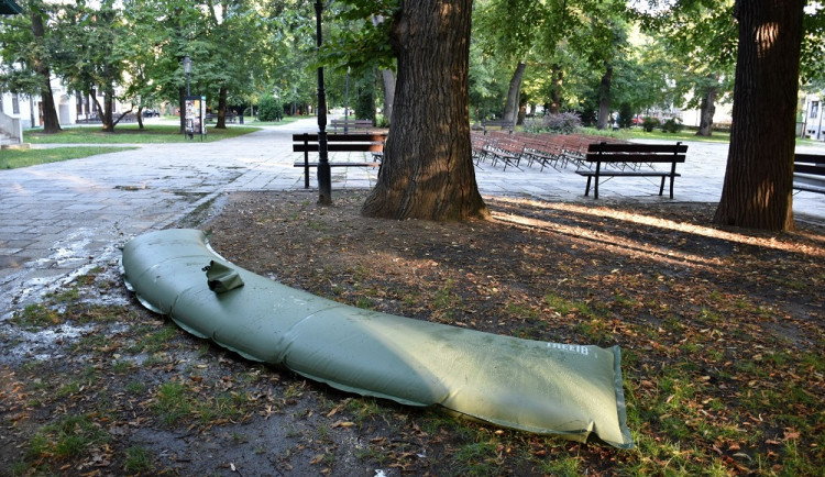 Sucho ohrozilo mohutný jilm v Písku. Zachraňuje ho speciální vak