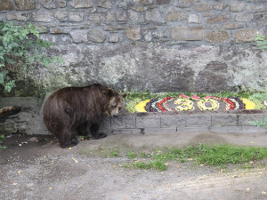 Medvědi z náchodského zámku oslaví v letošním roce třicáté narozeniny