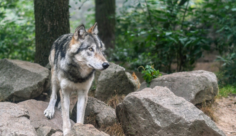 V Rakousku u hranic s Českem se toulají vlci, jejich výskyt řešilo ministerstvo