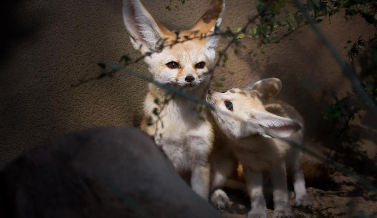 Safari Parku se podařilo odchovat čtyřčata fenků. Jde o evropský unikát