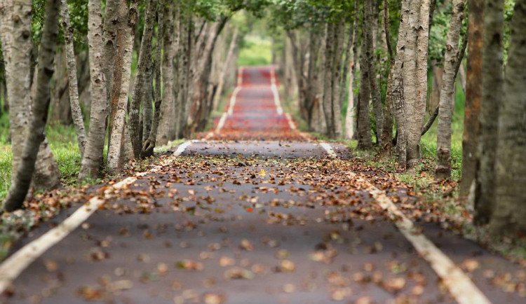 I letos se uskuteční anketa Alej roku 2022. Z kraje je zatím nominovaná pouze jedna