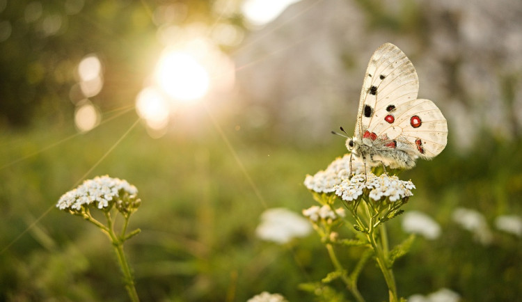 V Krkonoších připravují utajené místo pro vysazení kriticky ohroženého motýla