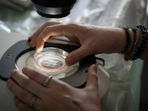 Vědci vytvořili dalších pět embryí ohrožených nosorožců. Celkem jich mají 22