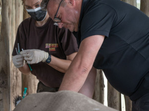 Vědci vytvořili dalších pět embryí ohrožených nosorožců. Celkem jich mají 22