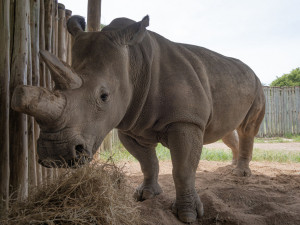Vědci vytvořili dalších pět embryí ohrožených nosorožců. Celkem jich mají 22