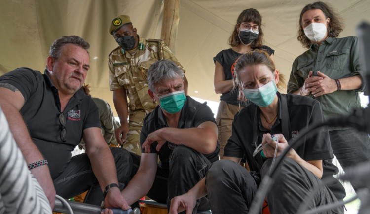 Vědci vytvořili dalších pět embryí ohrožených nosorožců. Celkem jich mají 22