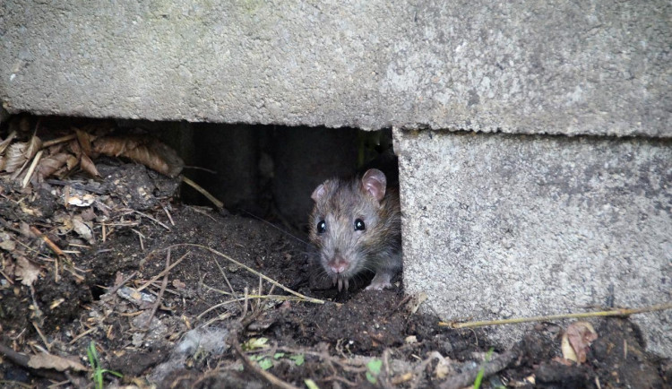Na jednoho obyvatele Českých Budějovic připadá až pět potkanů