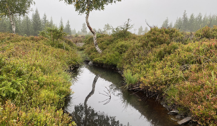 V Krkonoších obnovují mokřady a zpomalují odtok vody z krajiny