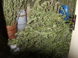 Dvojice mužů si na zahrádce přes léto vypěstovala konopí. Úrodu však sklidila policie