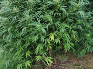 Dvojice mužů si na zahrádce přes léto vypěstovala konopí. Úrodu však sklidila policie