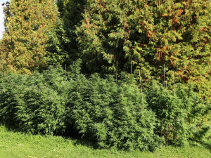 Dvojice mužů si na zahrádce přes léto vypěstovala konopí. Úrodu však sklidila policie