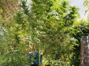 Dvojice mužů si na zahrádce přes léto vypěstovala konopí. Úrodu však sklidila policie