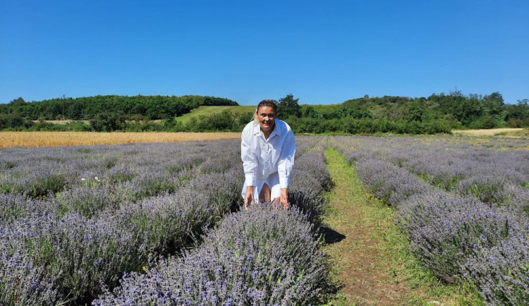 České Provence. Blahodárné účinky levandulí poznávají tisíce návštěvníků areálu kousek za Prahou