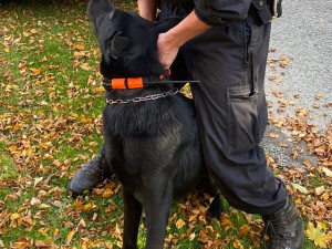 Během cvičného pátrání bylo třeba zahájit skutečné. V lese se ztratila houbařka