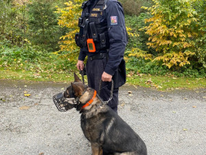 Během cvičného pátrání bylo třeba zahájit skutečné. V lese se ztratila houbařka