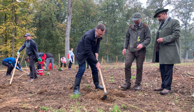 V Brně vysadili nový les po kůrovcové kalamitě. Do země kopl i ministr