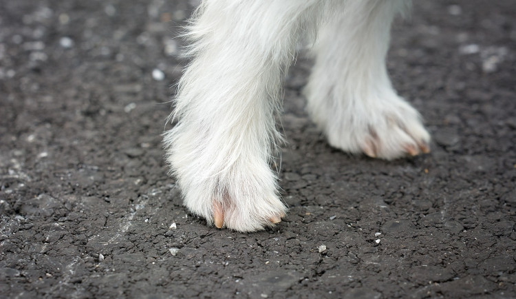 Žena pustila psa z vodítka, ten vběhl pod kola motorky
