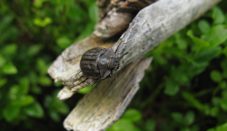 Na Šumavu se vrací Velký piškot. Brouk žije hlavně v pralesích
