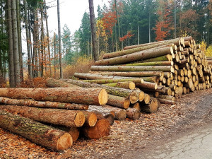 Do tendru Lesů ČR za dvanáct miliard korun se přihlásilo o osm firem více než loni